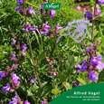 Sie sehen eine Packung A.Vogel Menosan Salvia, 30 Stück, Produktbild: 03 A.Vogel Menosan Salvia, 30 Stück, A-Nr.: 4296256 - 03