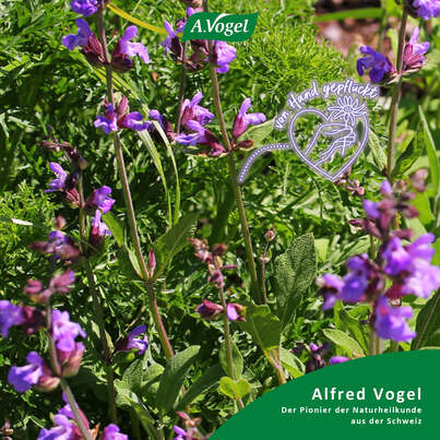 Sie sehen eine Packung A.Vogel Menosan Salvia, 30 Stück, Produktbild: 03 A.Vogel Menosan Salvia, 30 Stück, A-Nr.: 4296256 - 03