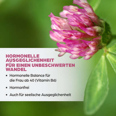 Sie sehen eine Packung Dr. Böhm Isoflavon mit Griffonia, 60 Stück, Produktbild: 03 Dr. Böhm Isoflavon mit Griffonia, 60 Stück, A-Nr.: 4356610 - 03
