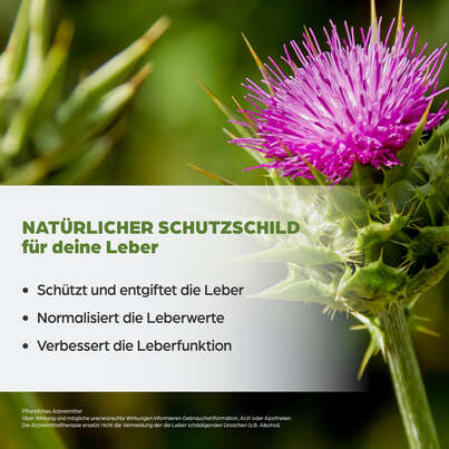 Sie sehen eine Packung Dr. Böhm Mariendistel, 30 Stück, Produktbild: 03 Dr. Böhm Mariendistel, 30 Stück, A-Nr.: 3910464 - 03
