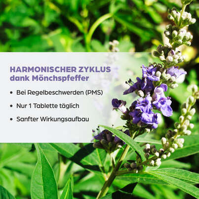 Sie sehen eine Packung Dr. Böhm Mönchspfeffer, 60 Stück, Produktbild: 03 Dr. Böhm Mönchspfeffer, 60 Stück, A-Nr.: 3524376 - 03