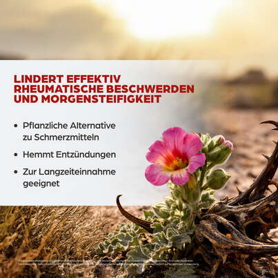 Dr. Böhm Teufelskralle, 60 Stück, A-Nr.: 3903412 - 03