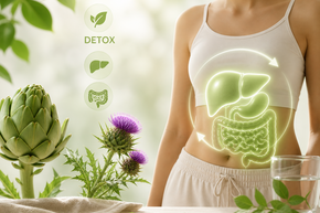 Detox Konzept mit Darstellung von Leber und Verdauungssystem sowie Artischocke und Mariendistel zur natürlichen Unterstützung der Entgiftung